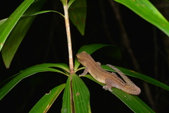 Bavayia septuiclavis
