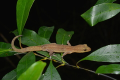Bavayia septuiclavis