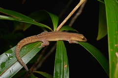 Bavayia septuiclavis