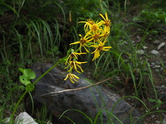 Ligularia dentata