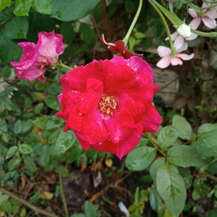 Rosa chinensis