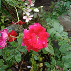 Rosa chinensis