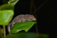Eurydactylodes symmetricus