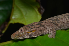 Eurydactylodes symmetricus