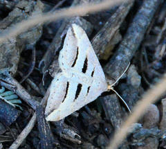 Chiasmia subcurvaria