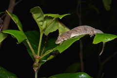 Eurydactylodes symmetricus