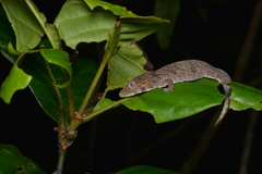 Eurydactylodes symmetricus