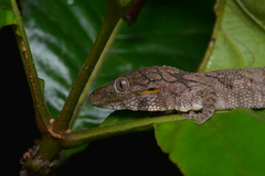 Eurydactylodes symmetricus
