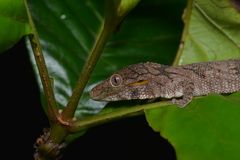 Eurydactylodes symmetricus