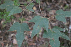 Brachychiton bidwillii