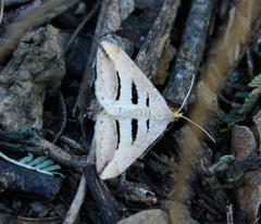 Chiasmia subcurvaria