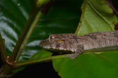 Eurydactylodes symmetricus