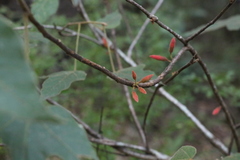 Brachychiton bidwillii
