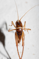 Ceuthophilus vicinus