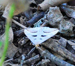 Chiasmia subcurvaria