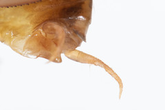 Ceuthophilus vicinus