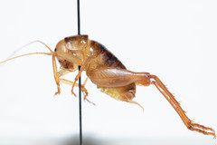 Ceuthophilus vicinus