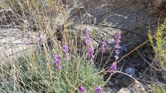 Lupinus excubitus austromontanus