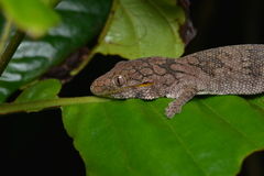 Eurydactylodes symmetricus