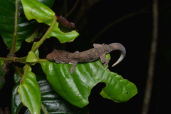 Eurydactylodes symmetricus