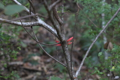 Brachychiton bidwillii