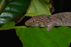 Eurydactylodes symmetricus