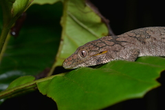 Eurydactylodes symmetricus