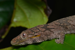Eurydactylodes symmetricus