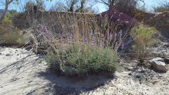 Lupinus excubitus austromontanus