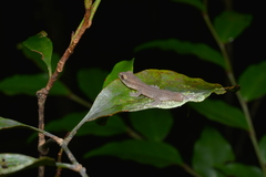 Bavayia septuiclavis