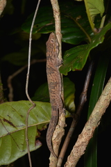 Eurydactylodes symmetricus