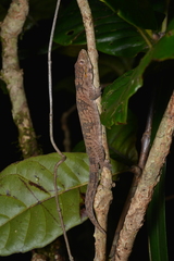 Eurydactylodes symmetricus