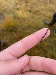 Triglochin palustris