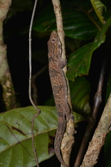 Eurydactylodes symmetricus