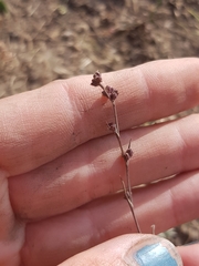 Bupleurum tenuissimum