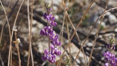 Lupinus excubitus austromontanus