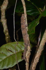 Eurydactylodes symmetricus