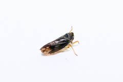Macropsis fuscinervis