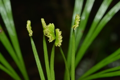 Schizaea