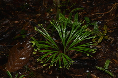 Schizaea