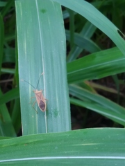 Coreinae