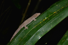 Eurydactylodes symmetricus