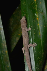 Eurydactylodes symmetricus