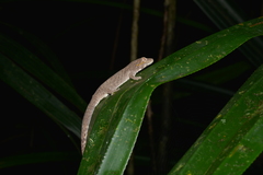 Eurydactylodes symmetricus
