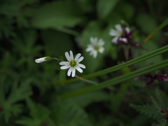 Cerastium furcatum