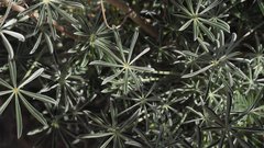 Lupinus excubitus austromontanus