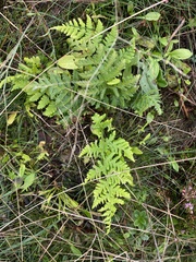 Phegopteris connectilis