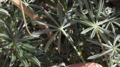 Lupinus excubitus austromontanus