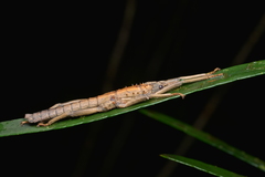 Canachus