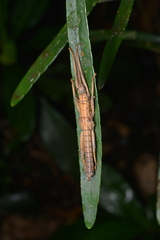 Canachus